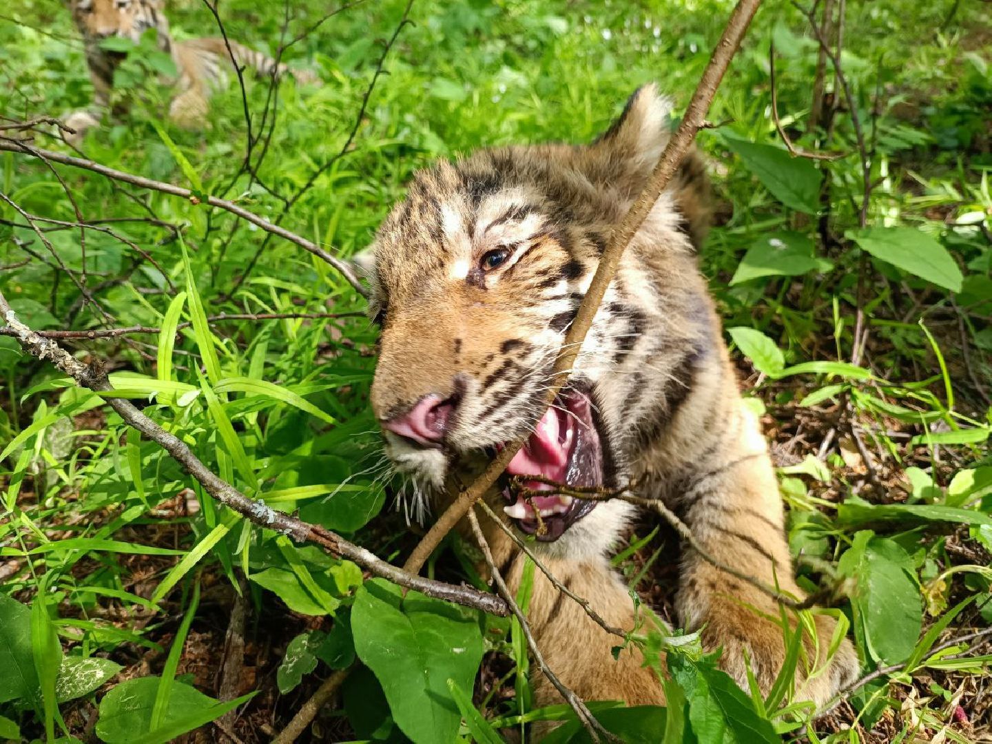 Можайск, Можайский городской округ, Подмосковье, тигр, лев, ягуар, сафари-парк, парк тигров