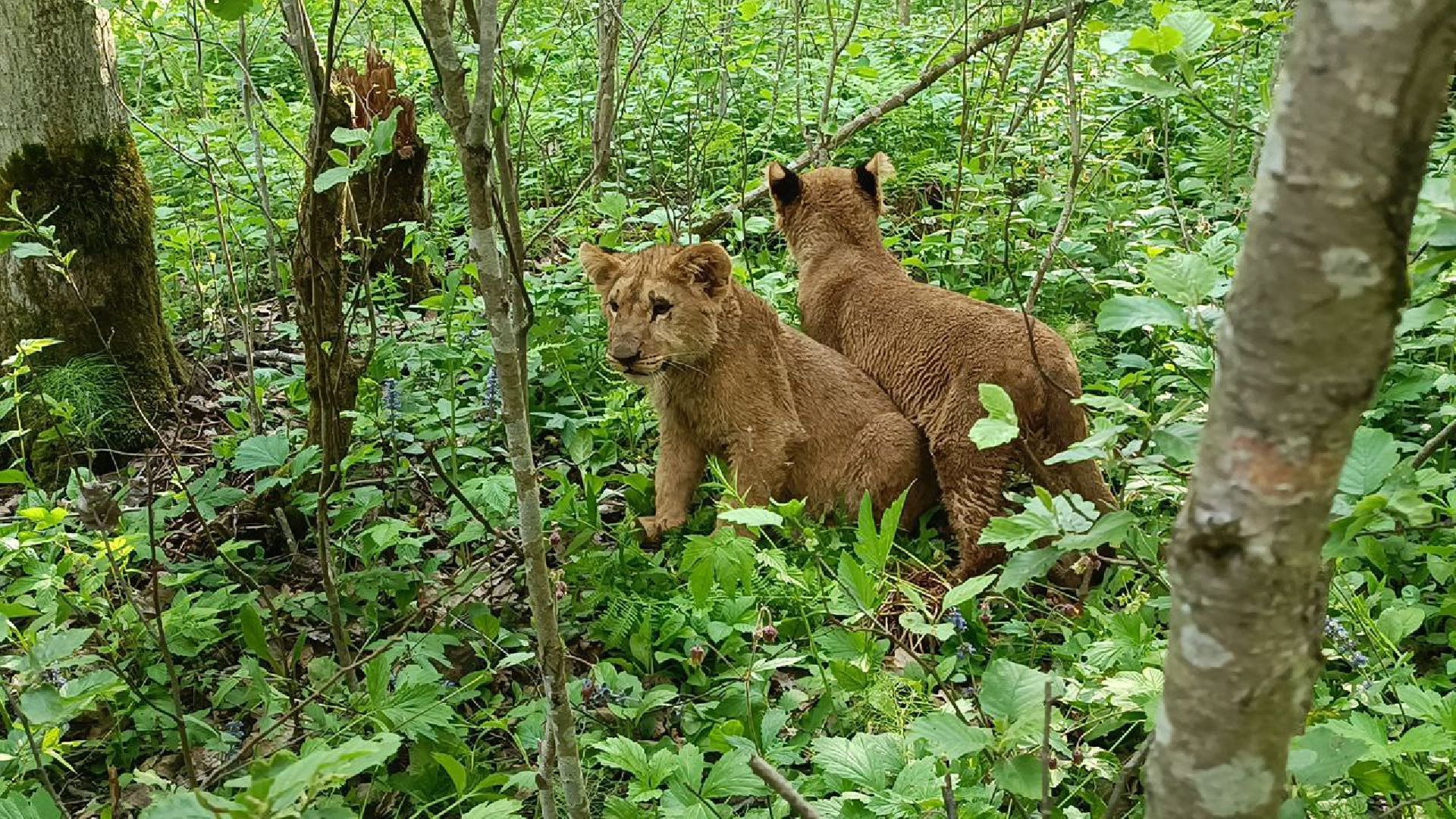 Можайск, Можайский городской округ, Подмосковье, тигр, лев, ягуар, сафари-парк, парк тигров