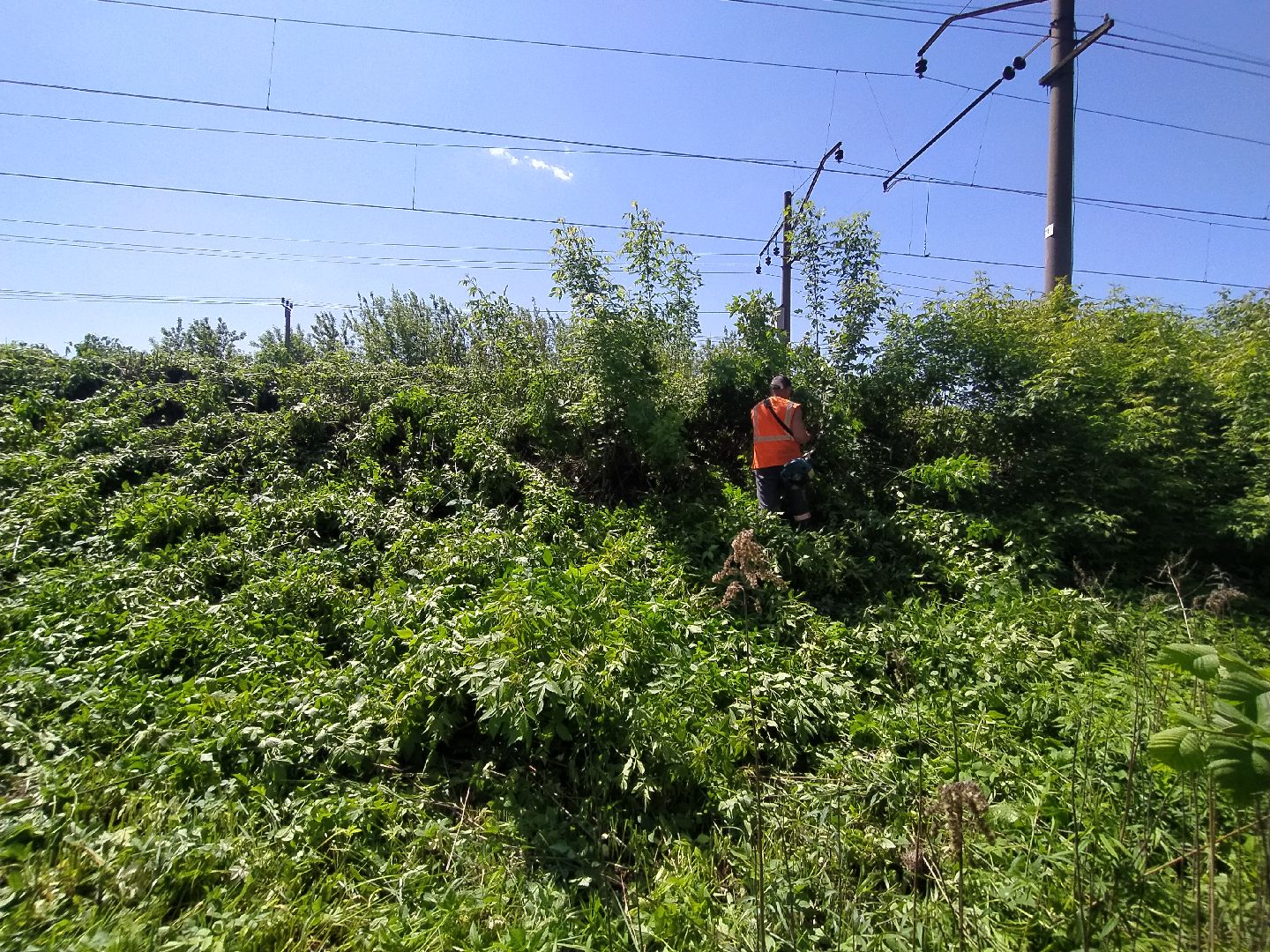 Дорога, покос, трава, сорняки, уход