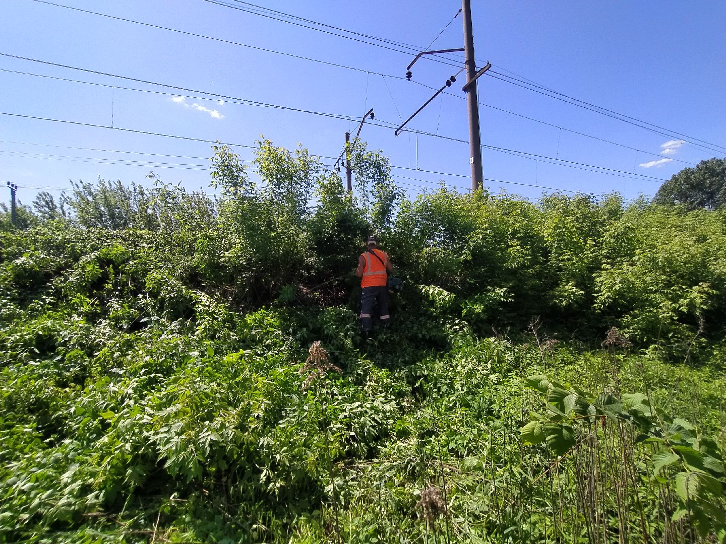 Дорога, покос, трава, сорняки, уход