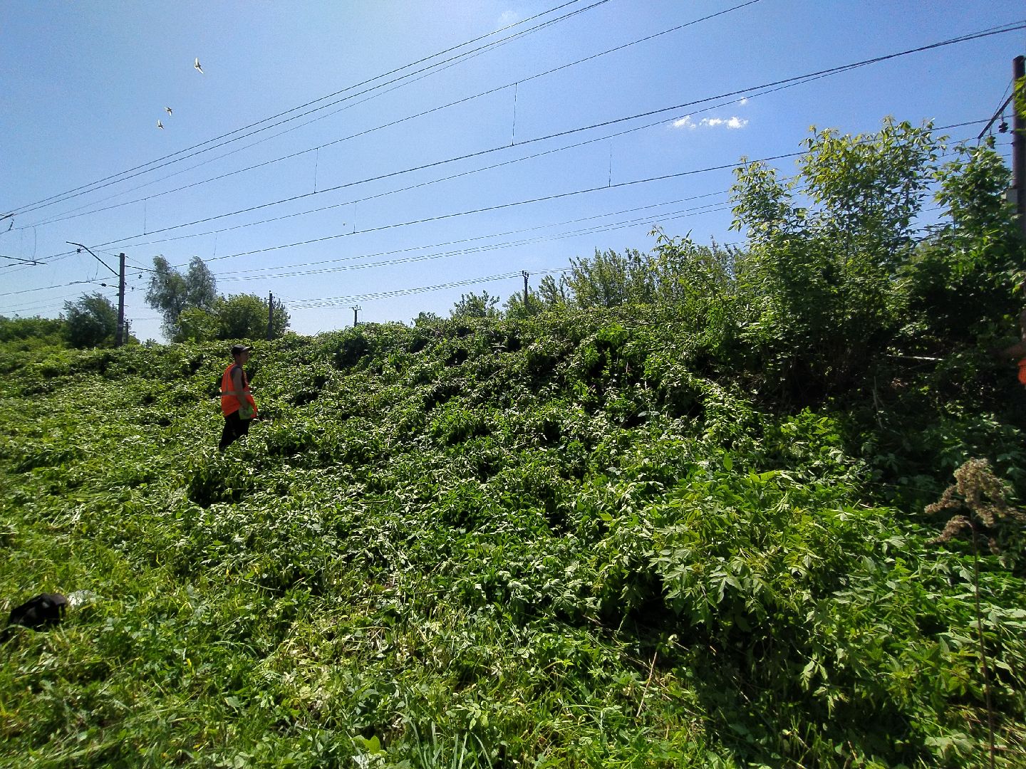 Дорога, покос, трава, сорняки, уход