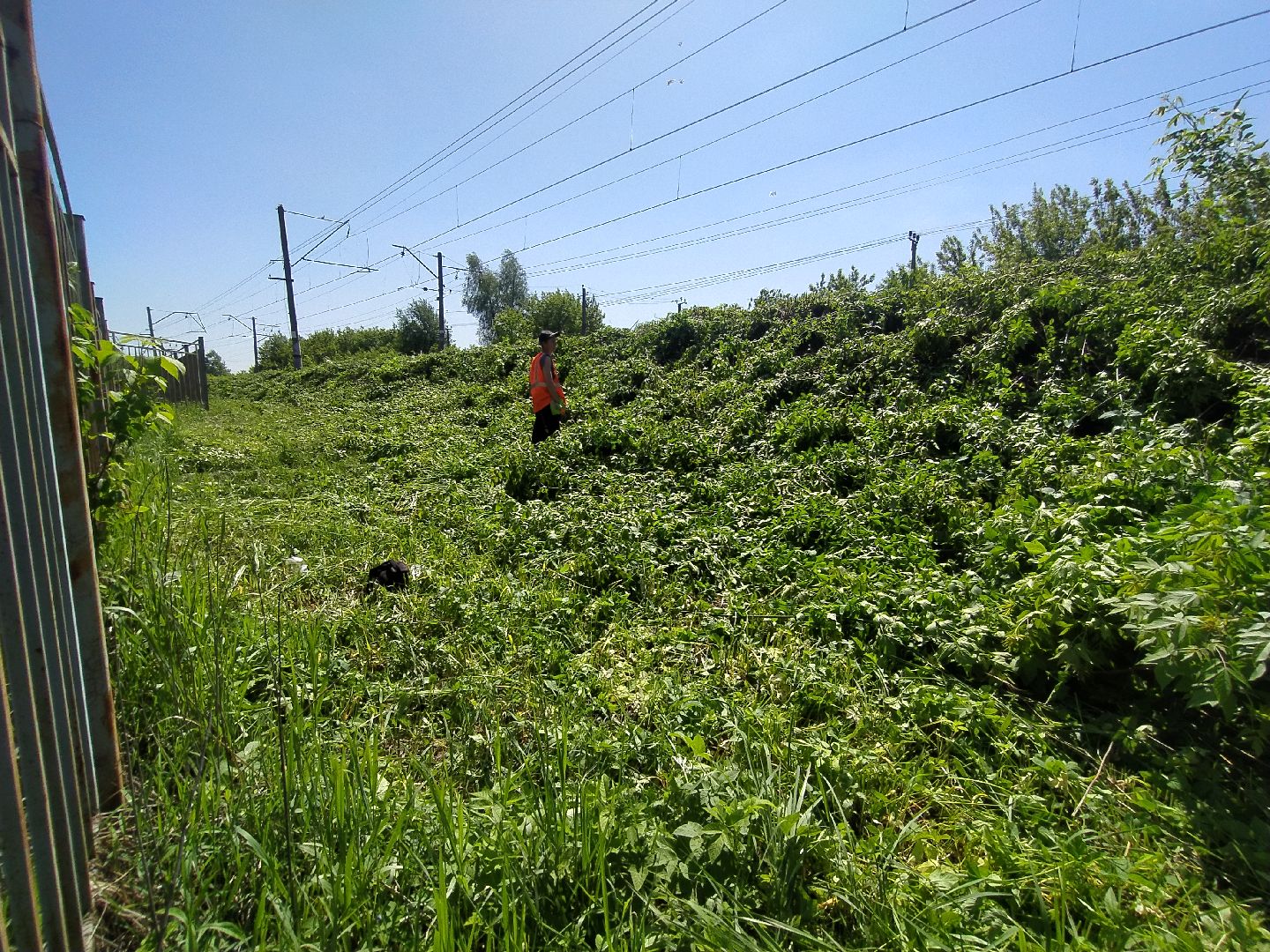 Дорога, покос, трава, сорняки, уход