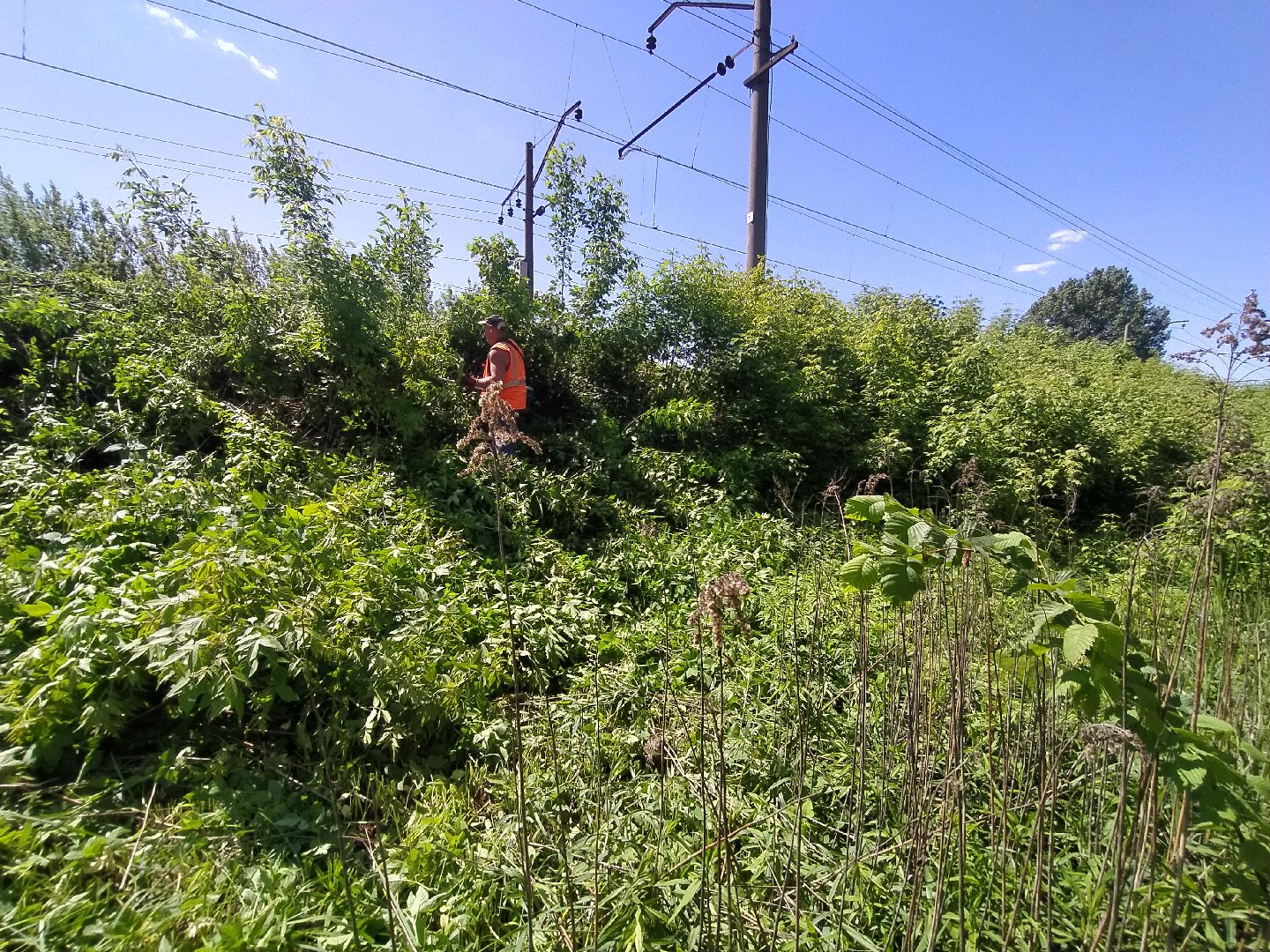 Дорога, покос, трава, сорняки, уход