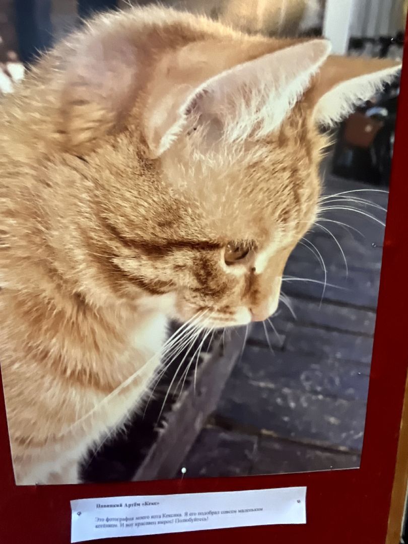 Наро-Фоминск, экология, защитим природу, экологический рисунок, конкурс, экологический отдел, чистое Подмосковье