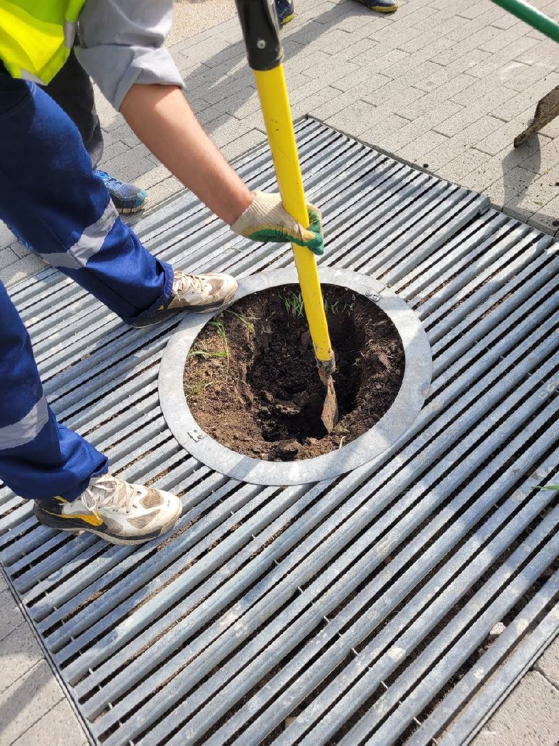 деревья; жкх; видное; благоустройство; вандализм