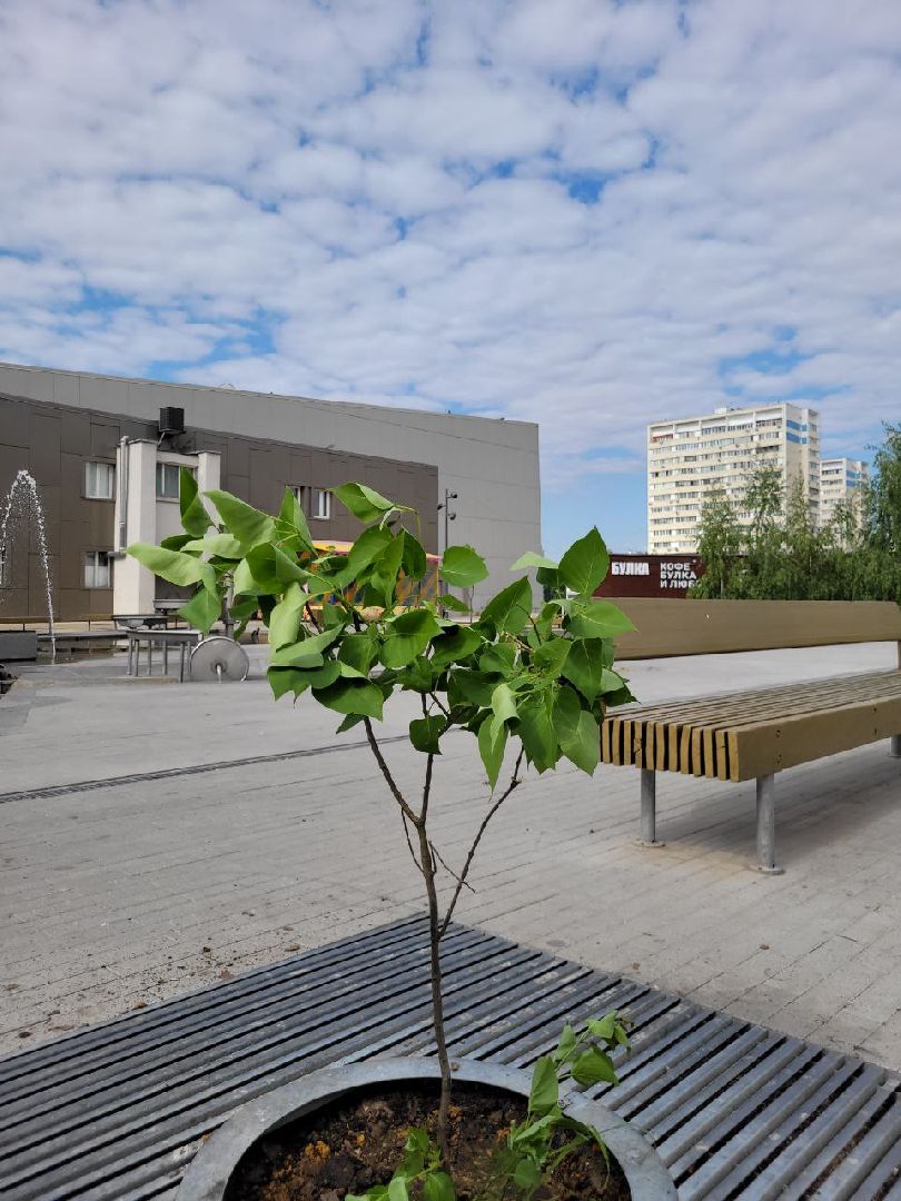 деревья; жкх; видное; благоустройство; вандализм