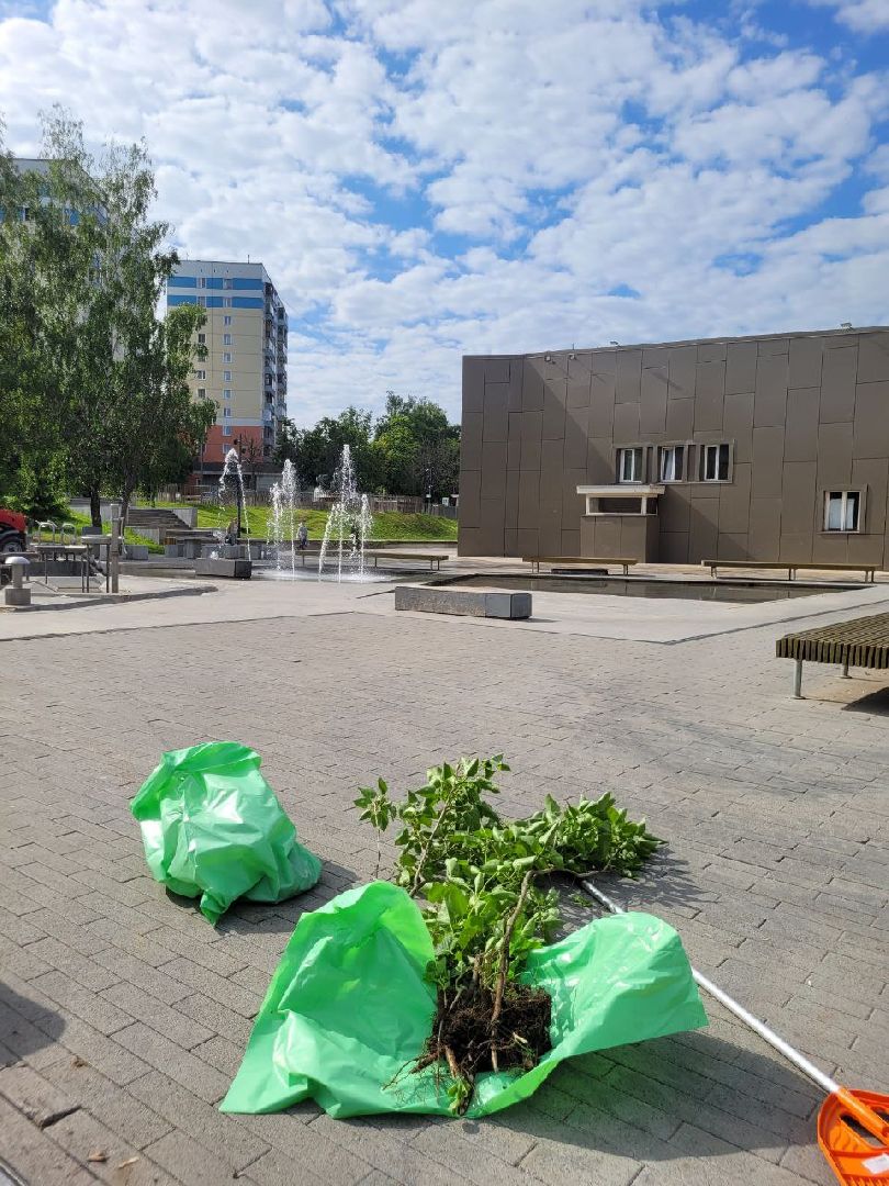 деревья; жкх; видное; благоустройство; вандализм