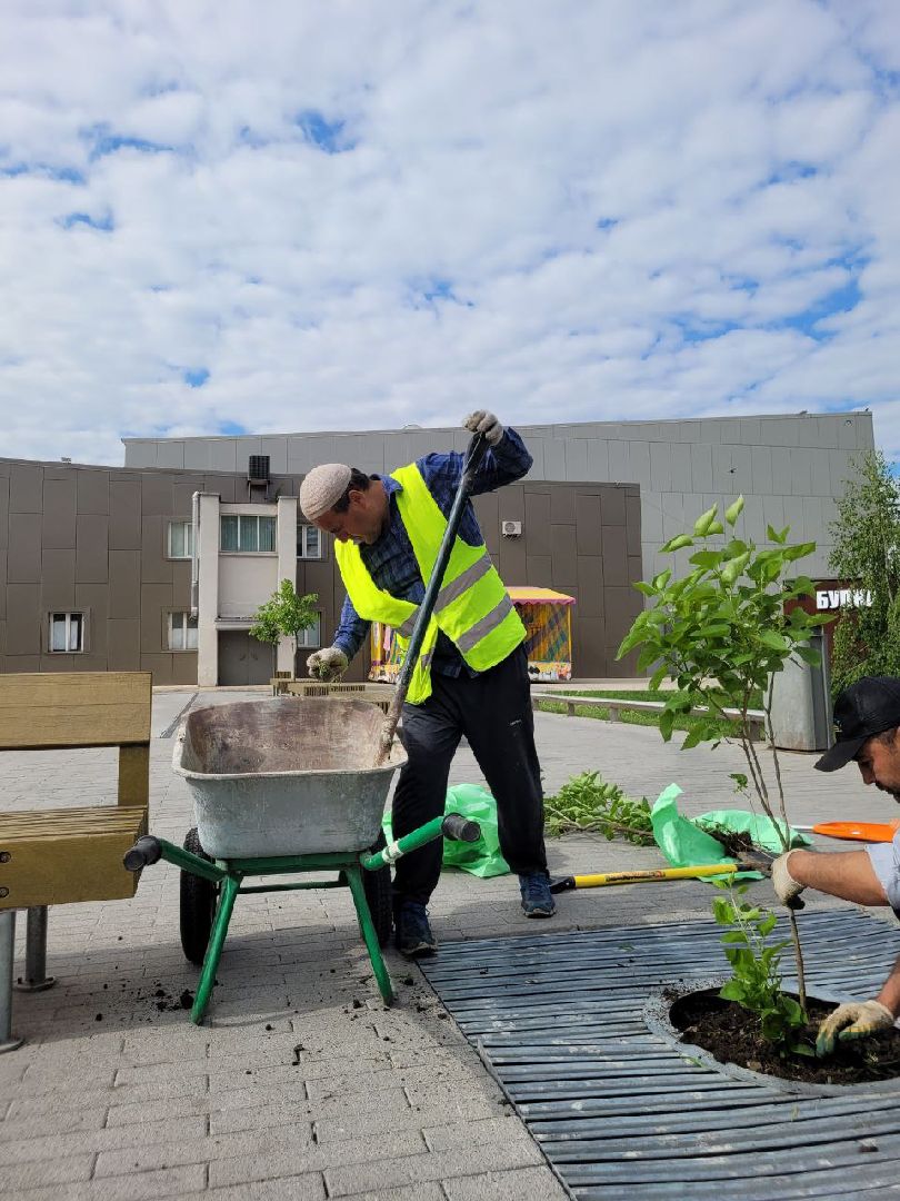 деревья; жкх; видное; благоустройство; вандализм