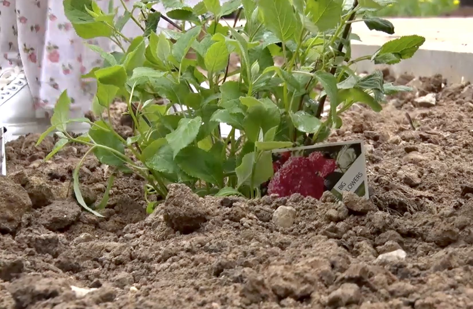 Клин, благоустройство, общество, новое пространство