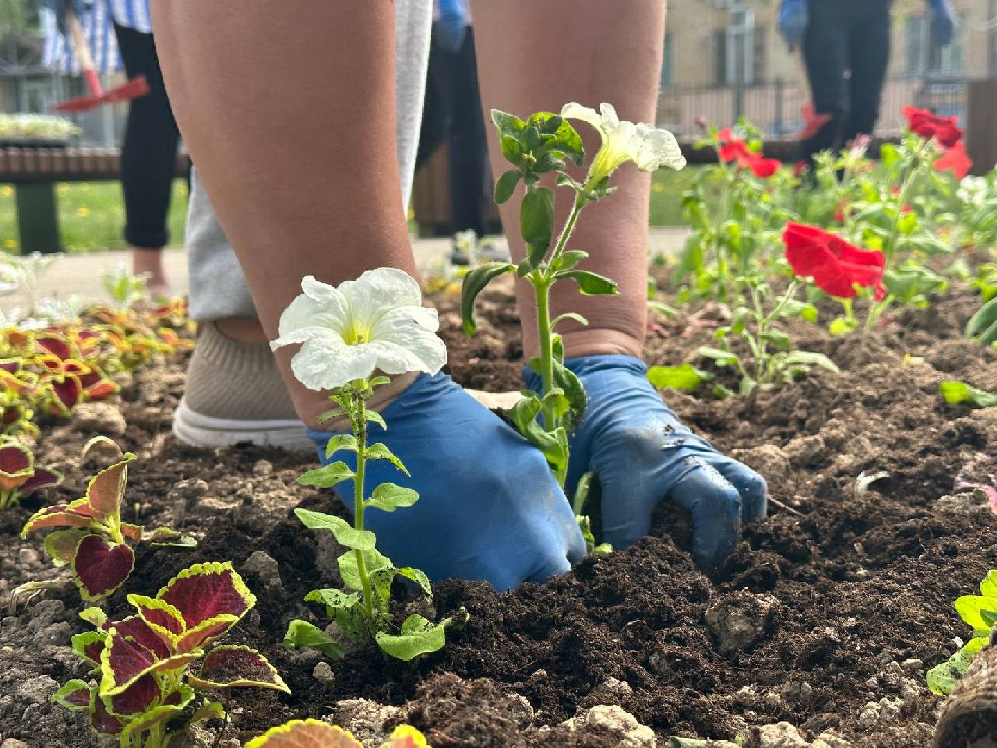 Можайск, Можайский городской округ, Подмосковье, цветы, благоустройство
