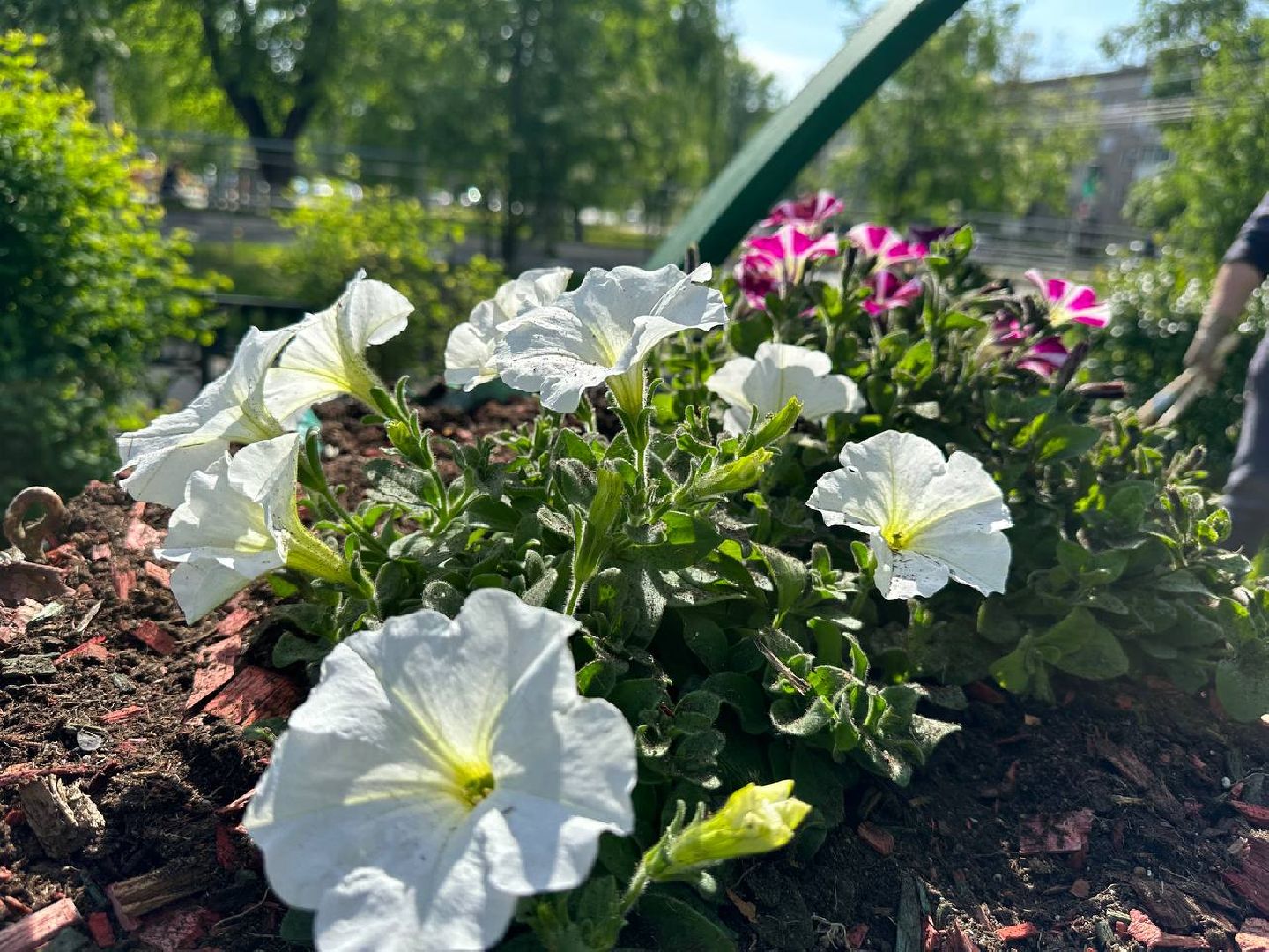 Можайск, Можайский городской округ, Подмосковье, цветы, благоустройство