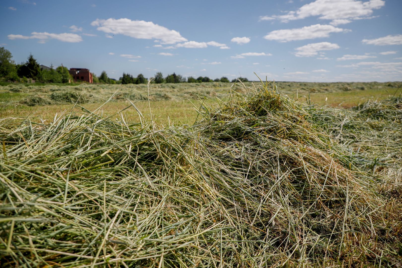 уборка урожая, Домодедово