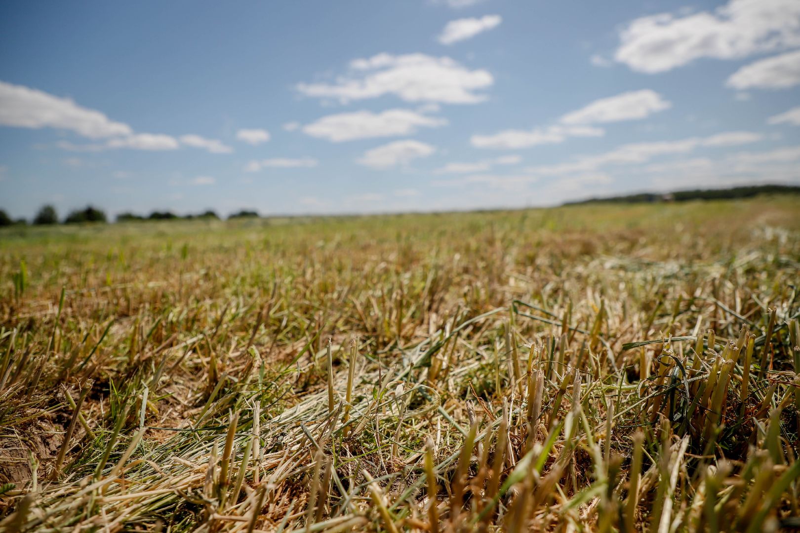 уборка урожая, Домодедово