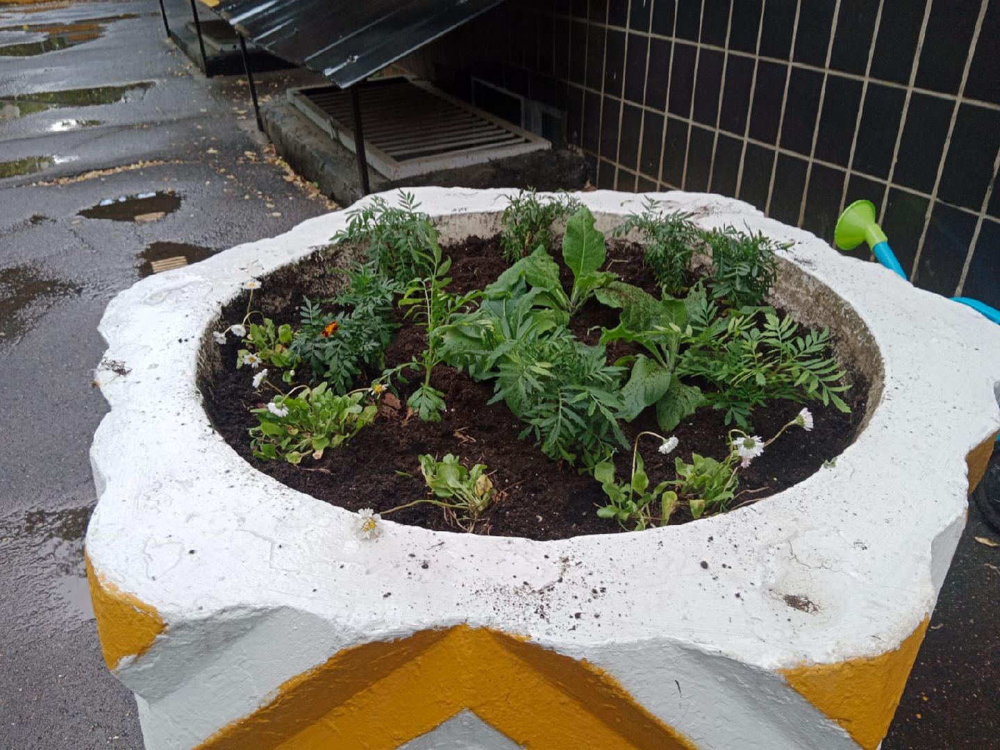 Город-сад, волонтёры, отдел, полиции, цветы