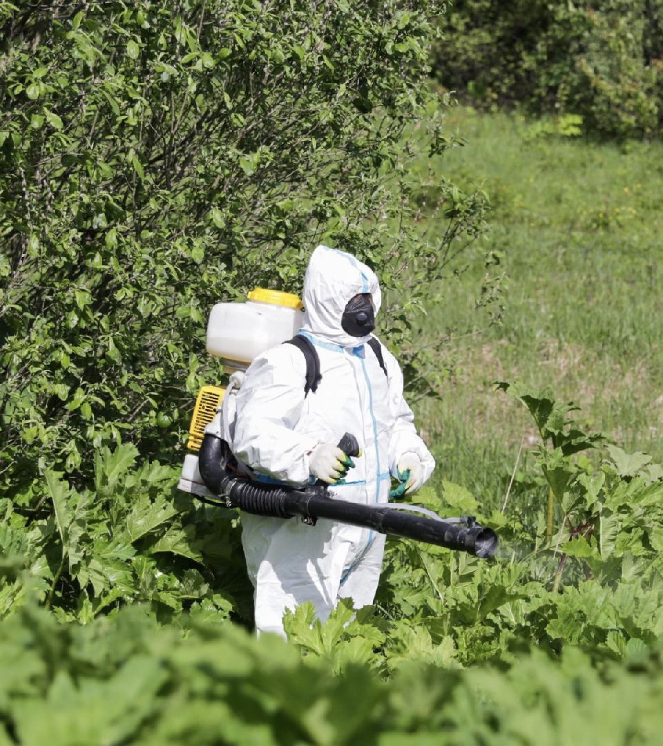 Солнечногорск, борщевик, борьба, благоустройство, город