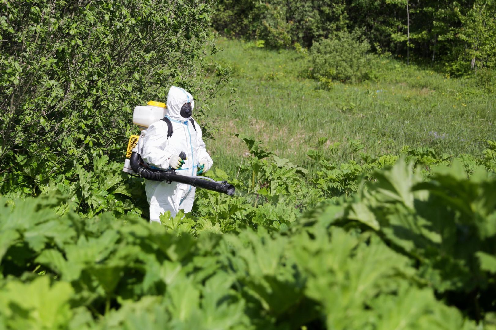 Солнечногорск, борщевик, борьба, благоустройство, город