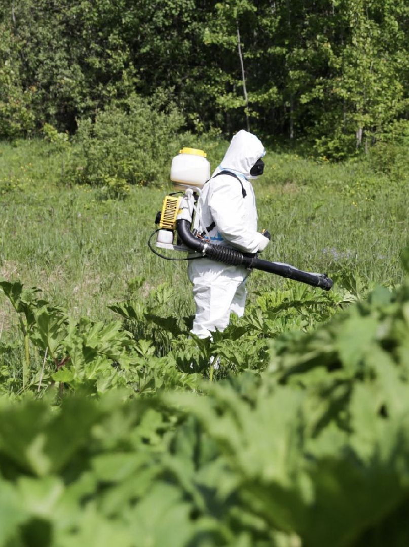 Солнечногорск, борщевик, борьба, благоустройство, город