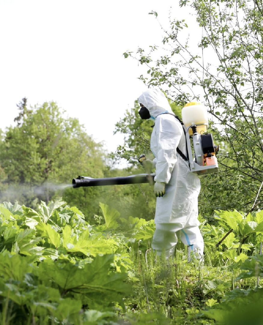 Солнечногорск, борщевик, борьба, благоустройство, город