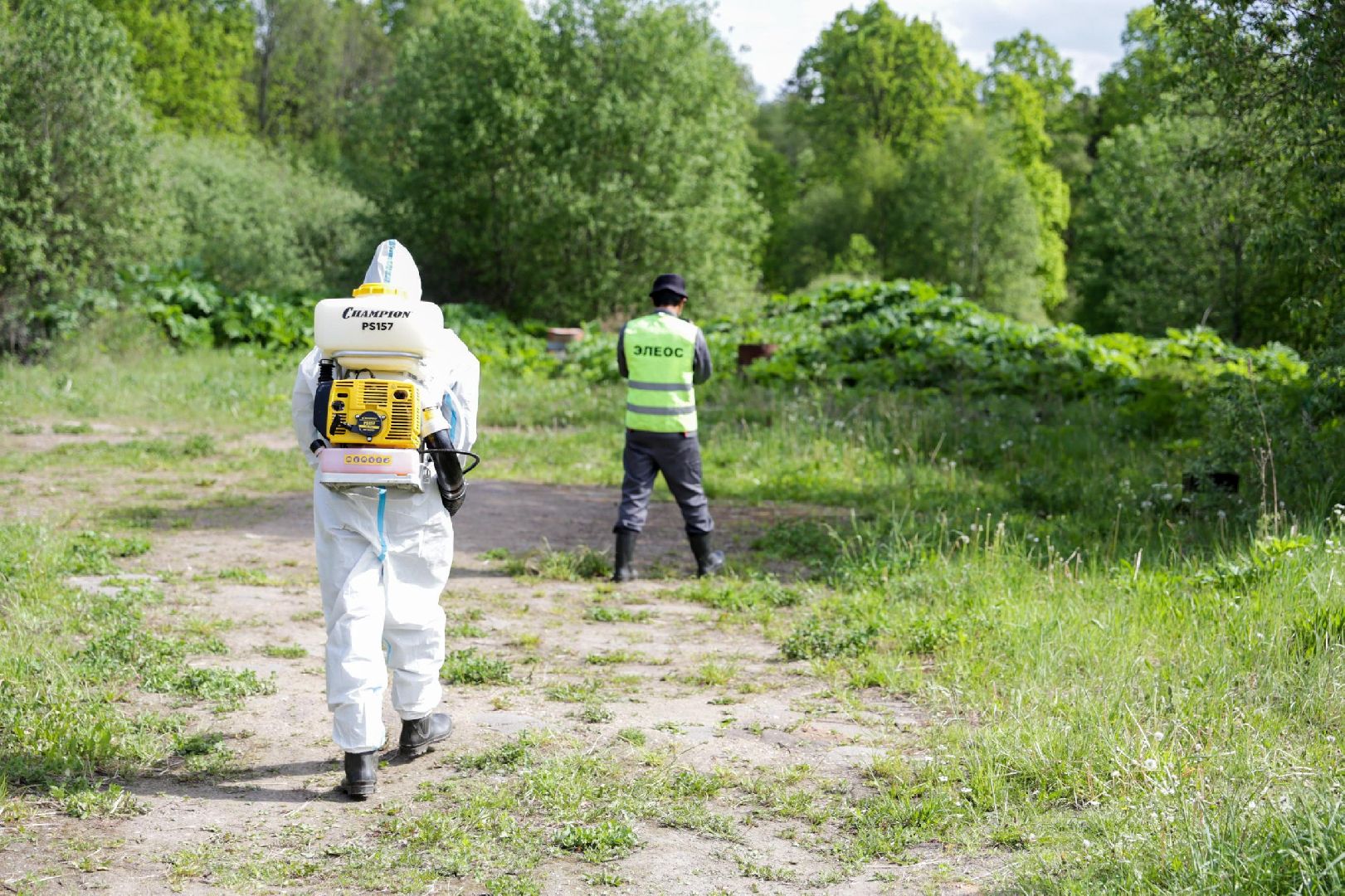 Солнечногорск, борщевик, борьба, благоустройство, город