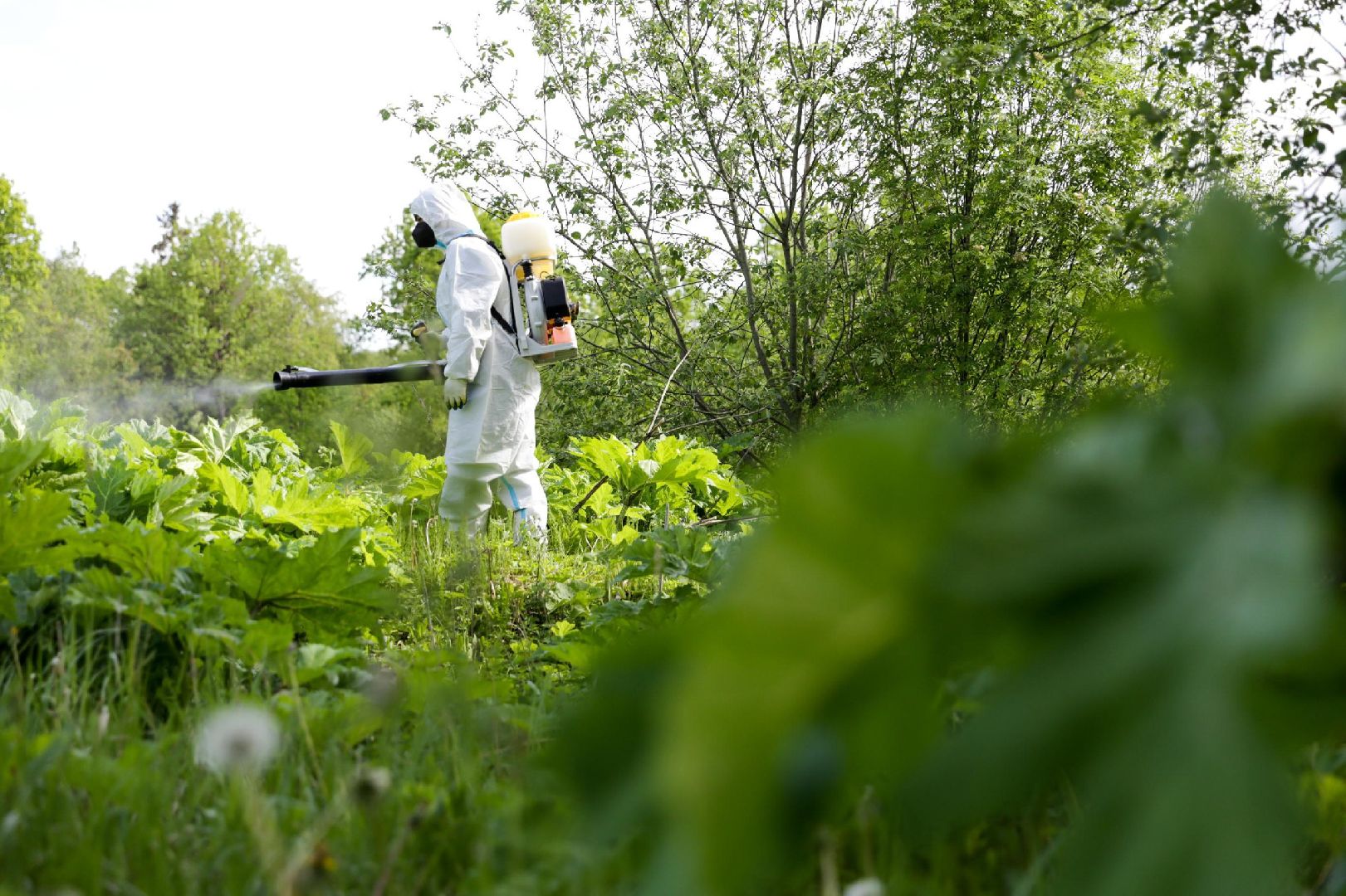 Солнечногорск, борщевик, борьба, благоустройство, город