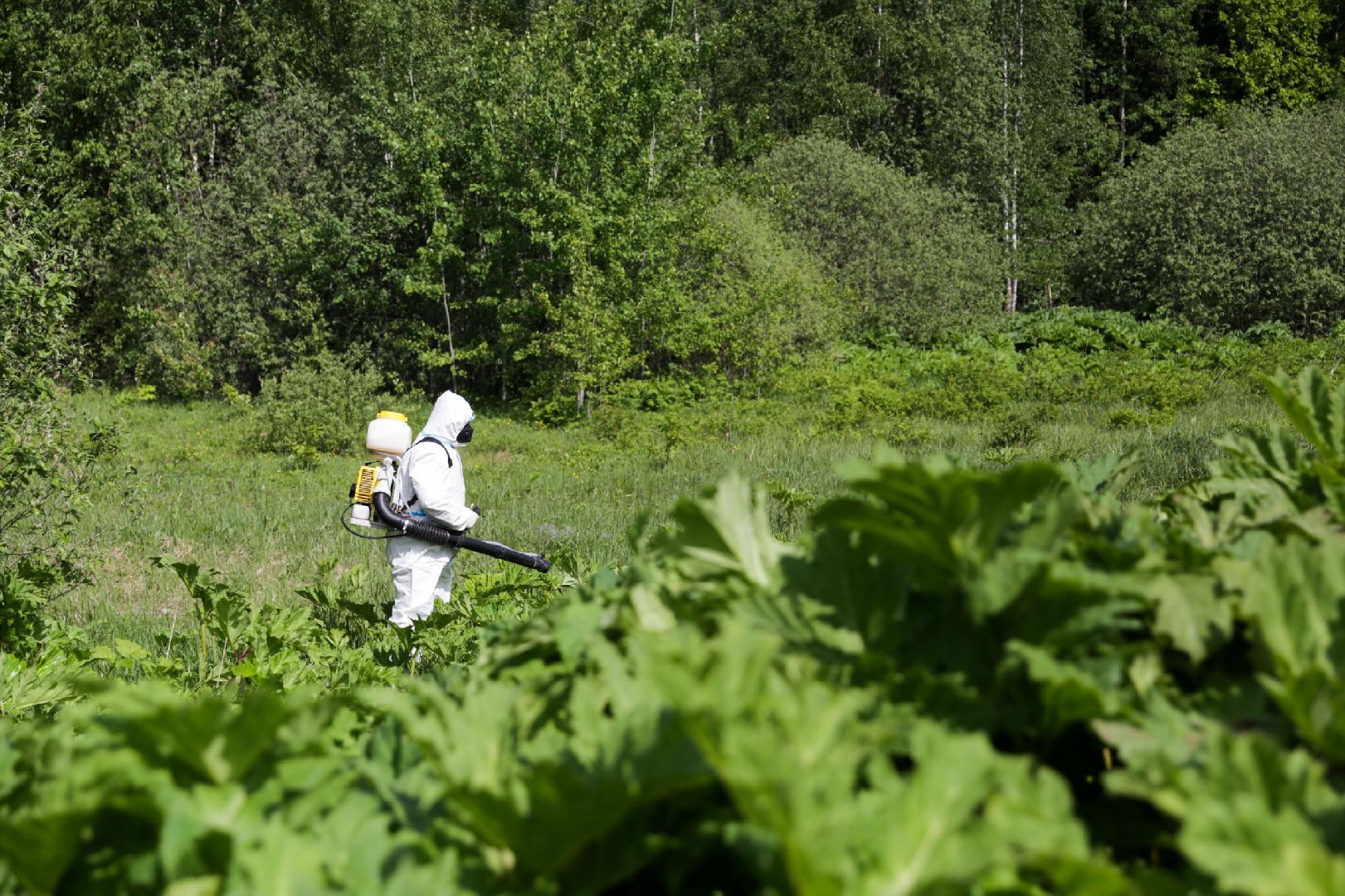 Солнечногорск, борщевик, борьба, благоустройство, город