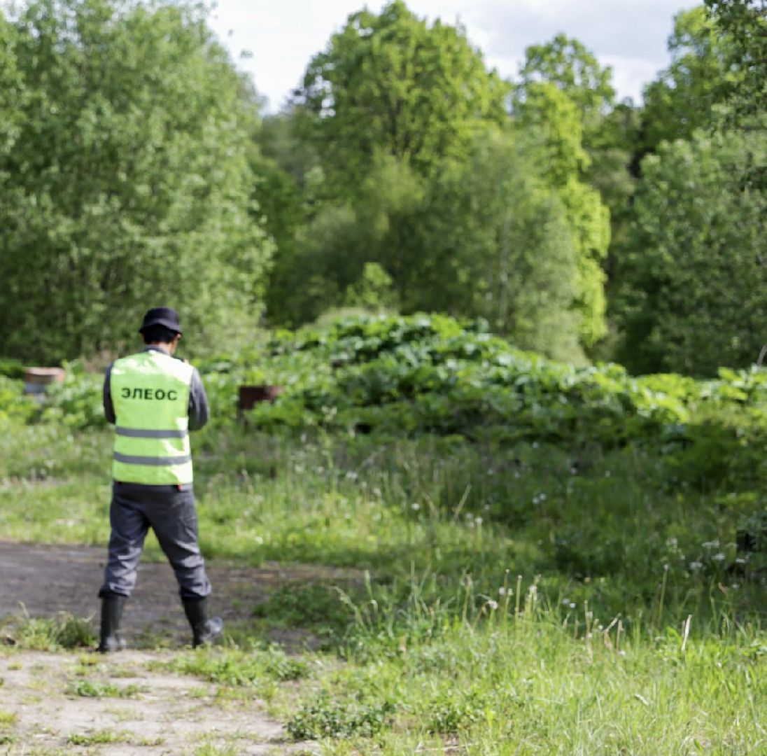 Солнечногорск, борщевик, борьба, благоустройство, город
