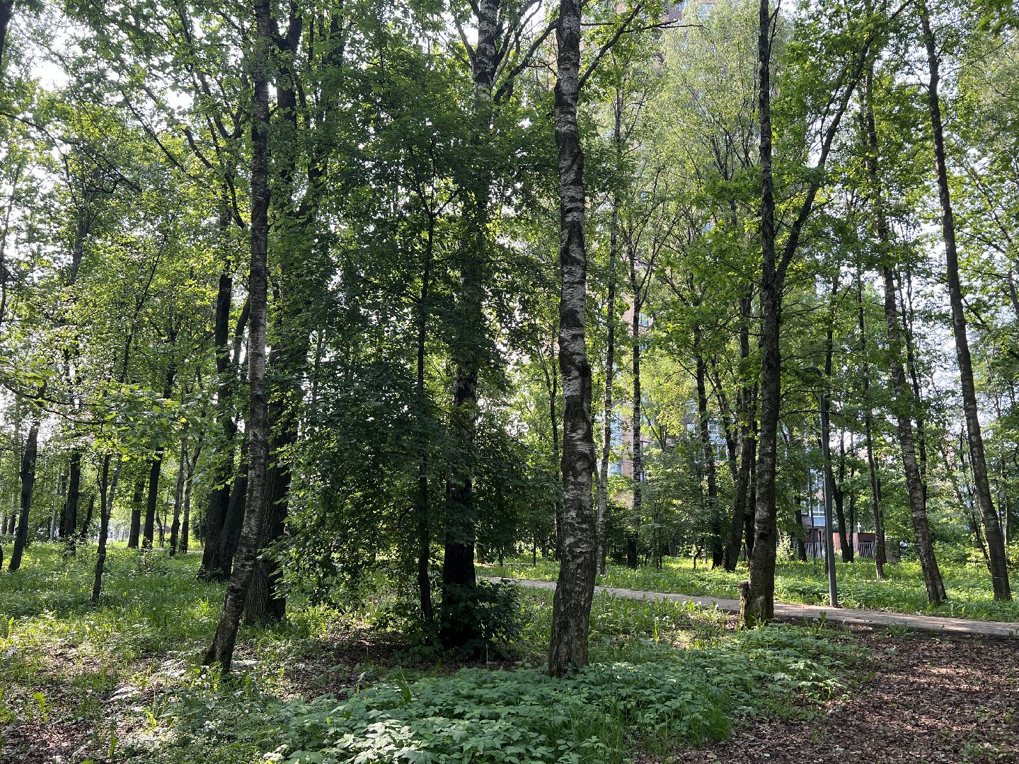 Химки, благоустройство, голосование, парк