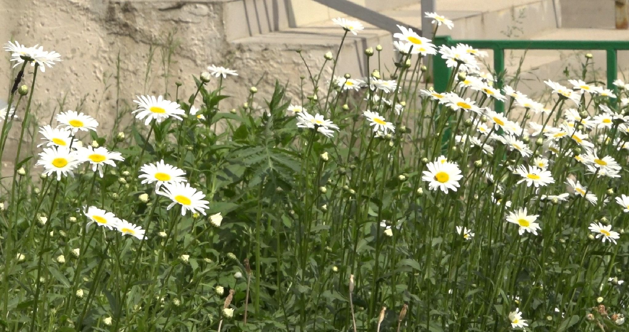 Пахринский, цветы, Домодедово