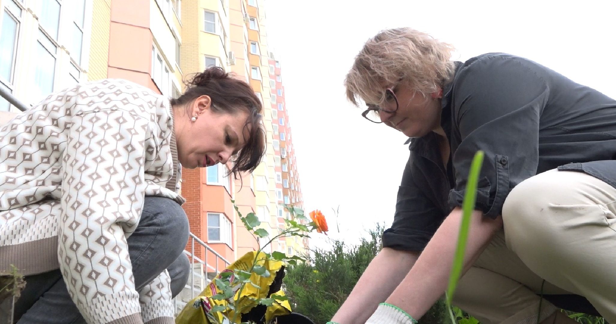Пахринский, цветы, Домодедово