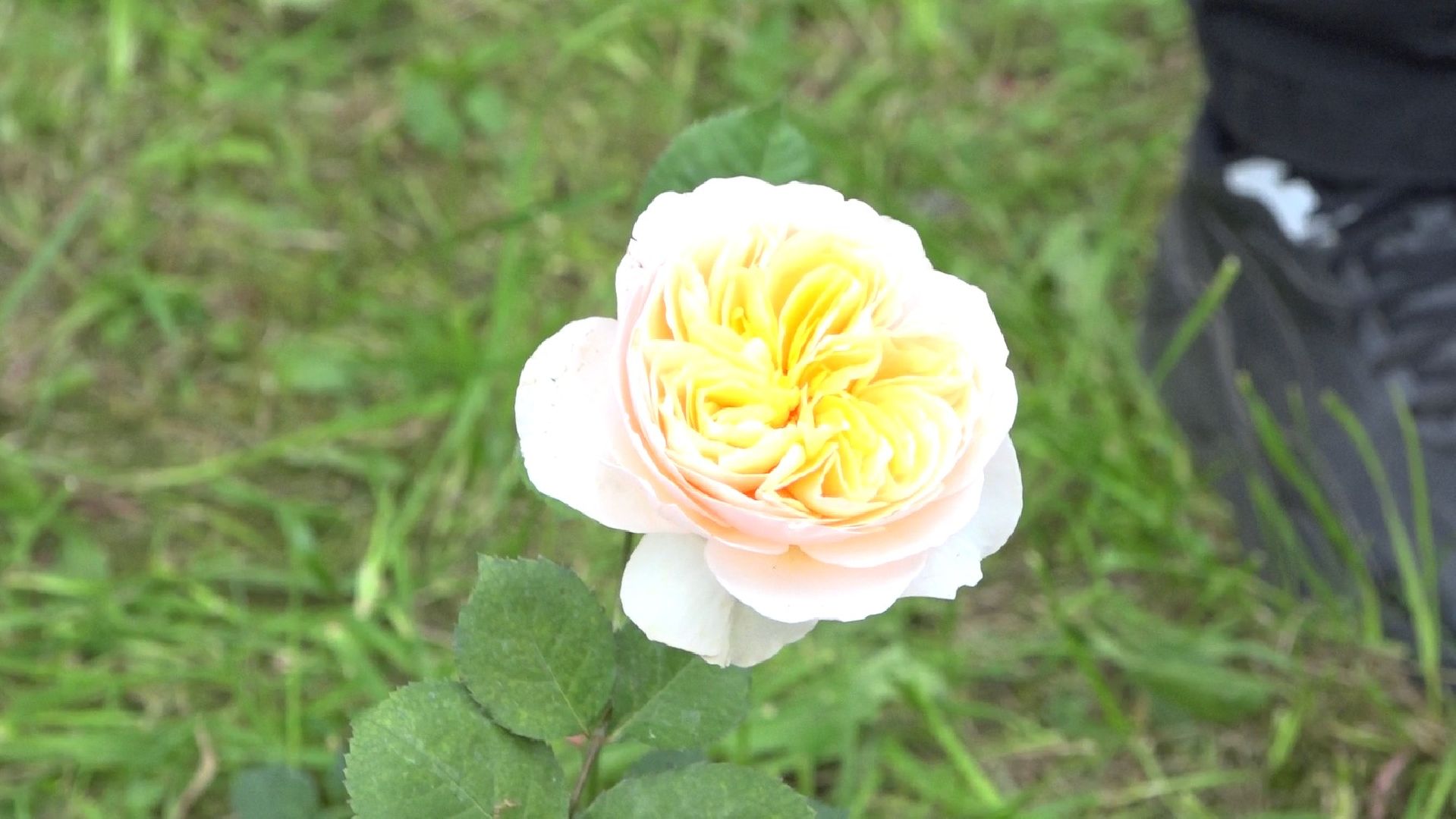 Пахринский, цветы, Домодедово