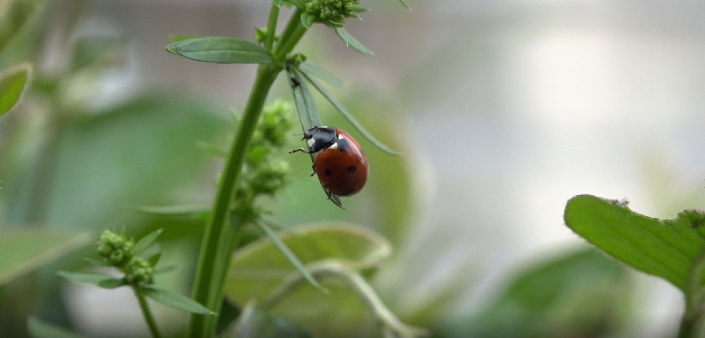 Пахринский, цветы, Домодедово