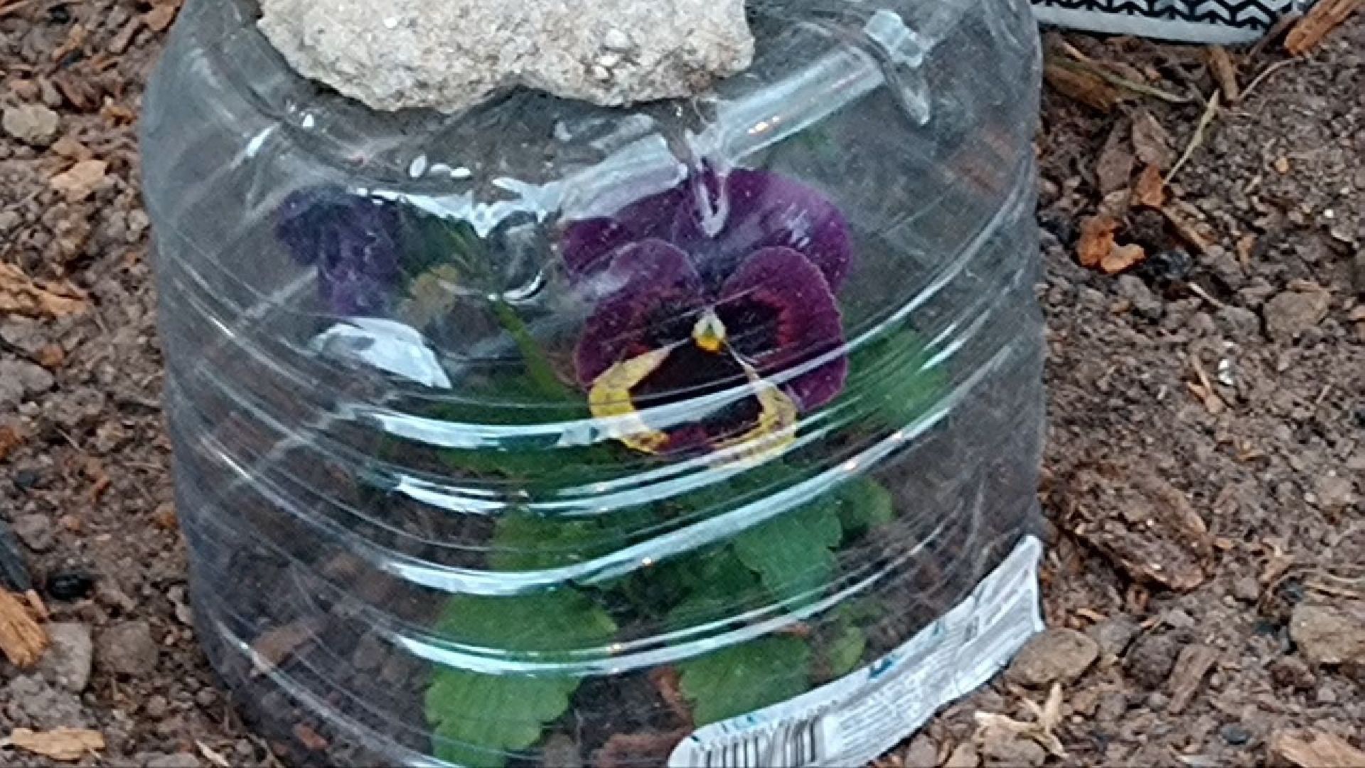 Балашиха, клумбы, цветы, растения, благоустройство, анютины глазки, бегония, петунья, люпин, гвоздика, роза