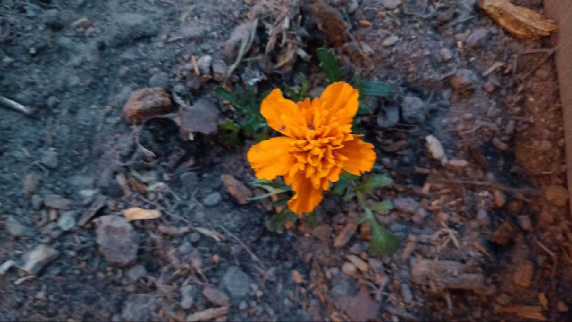 Балашиха, клумбы, цветы, растения, благоустройство, анютины глазки, бегония, петунья, люпин, гвоздика, роза