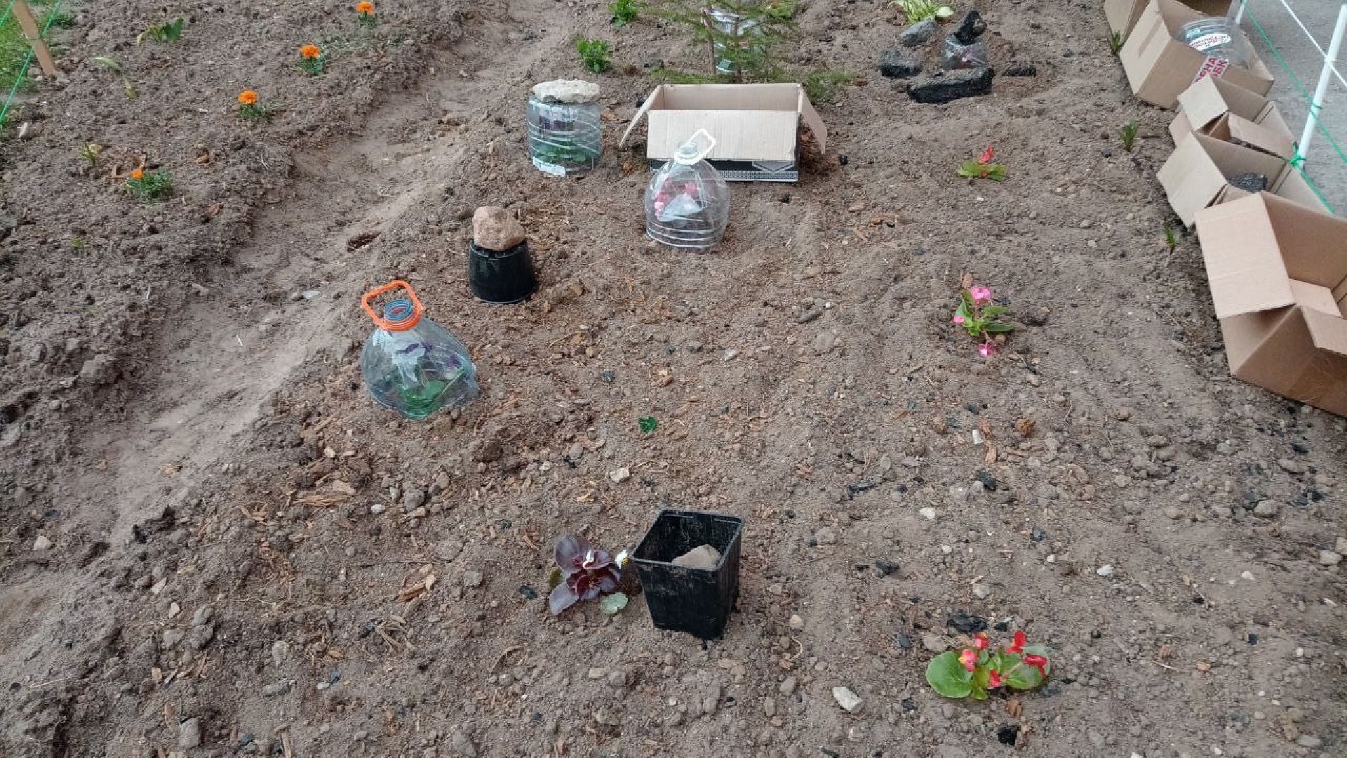 Балашиха, клумбы, цветы, растения, благоустройство, анютины глазки, бегония, петунья, люпин, гвоздика, роза