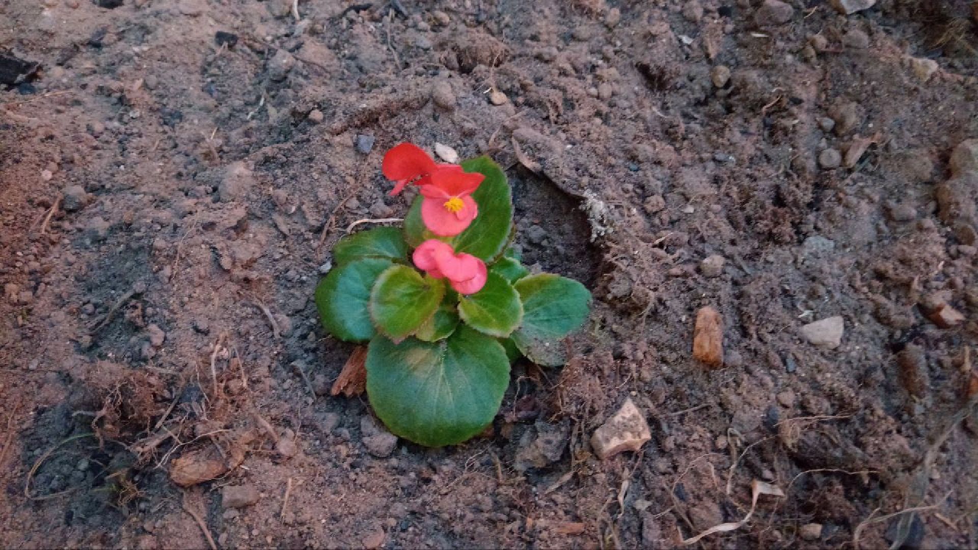 Балашиха, клумбы, цветы, растения, благоустройство, анютины глазки, бегония, петунья, люпин, гвоздика, роза