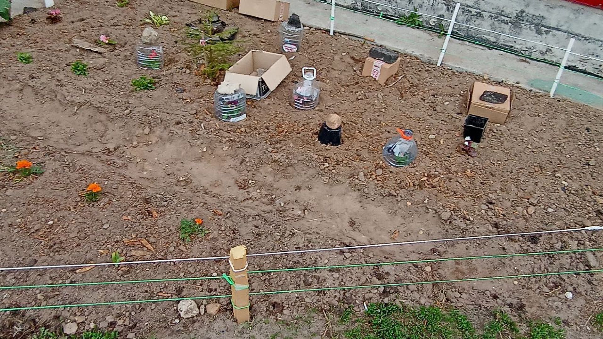 Балашиха, клумбы, цветы, растения, благоустройство, анютины глазки, бегония, петунья, люпин, гвоздика, роза