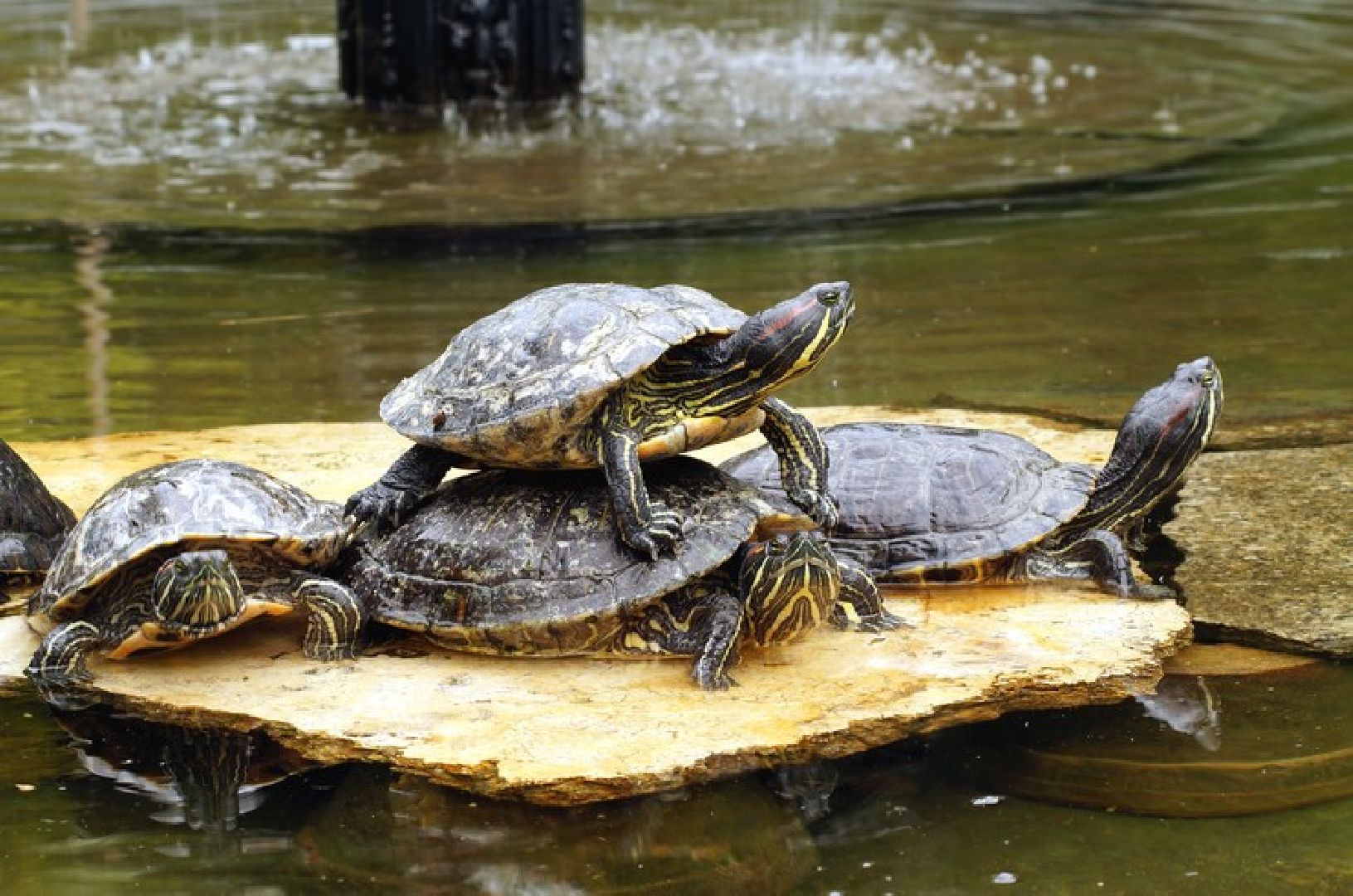Животные, лето в подмосковье, дети,