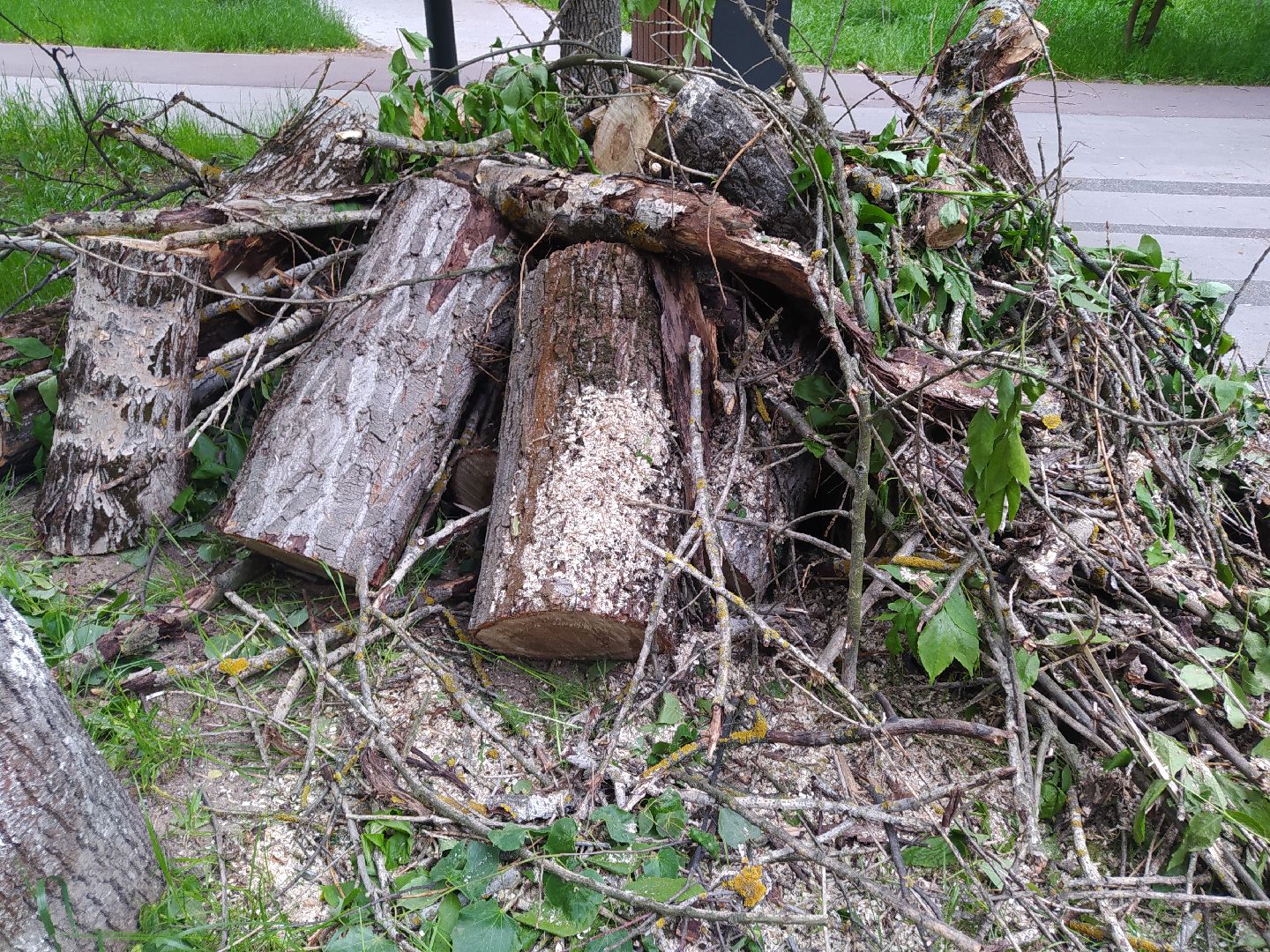 Спил, арборист, деревья, автовышка