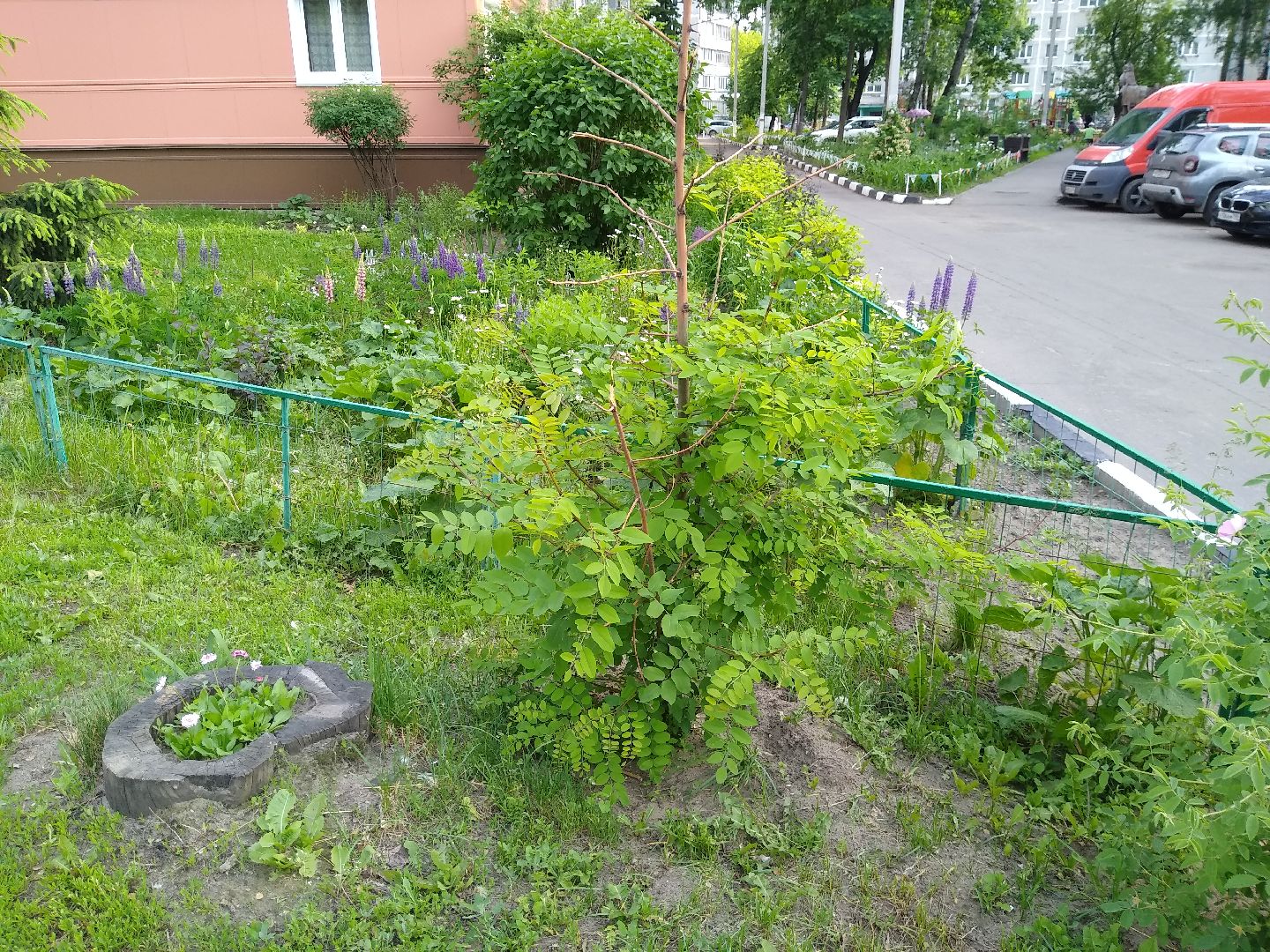 Раменское, благоустройство, палисадник, цветущий пень