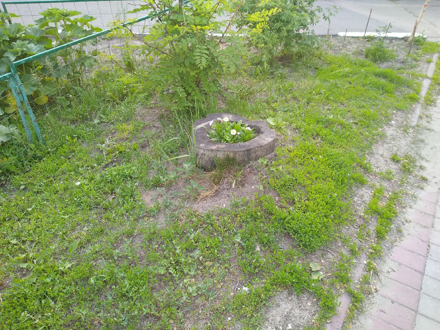 Раменское, благоустройство, палисадник, цветущий пень