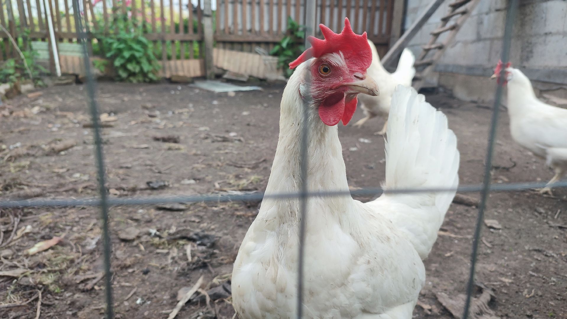 Кашира, ветеринар, грипп птиц, куры, гуси, утки