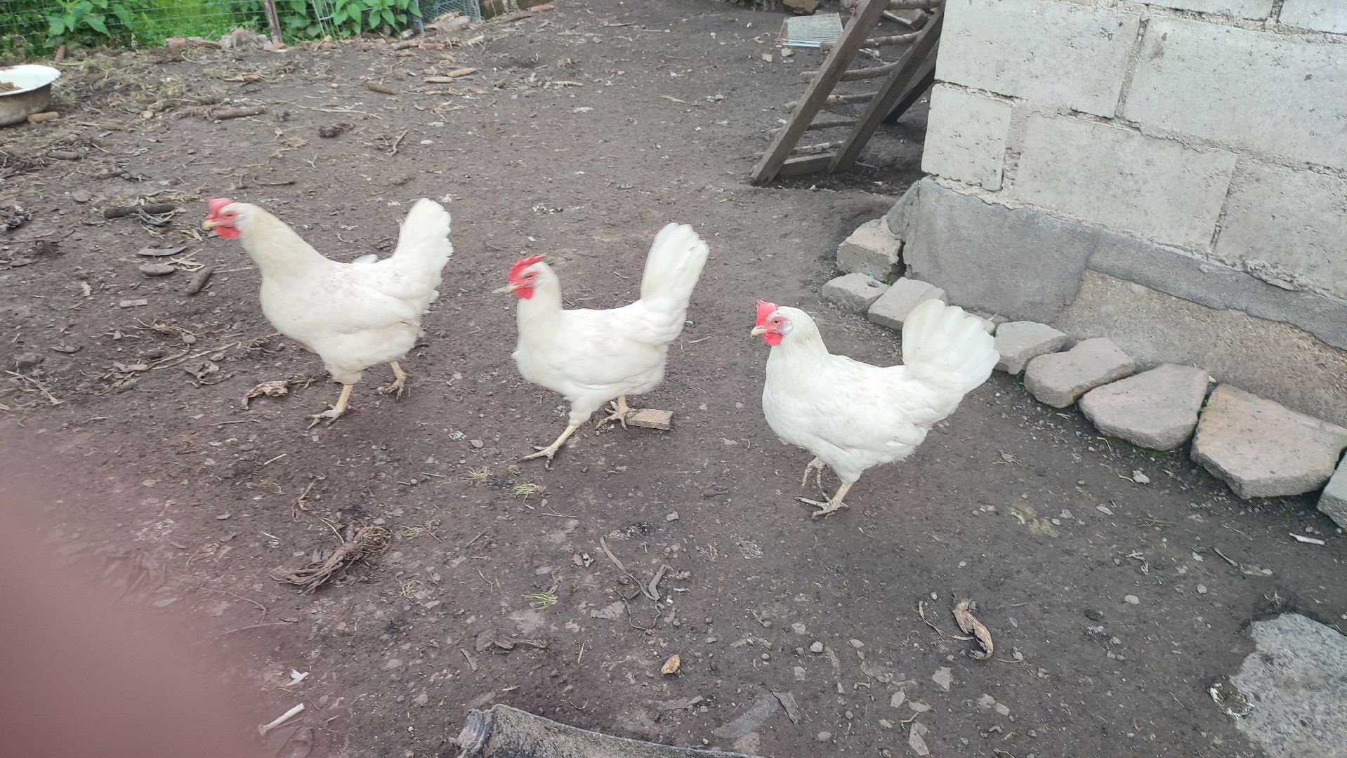 Кашира, ветеринар, грипп птиц, куры, гуси, утки