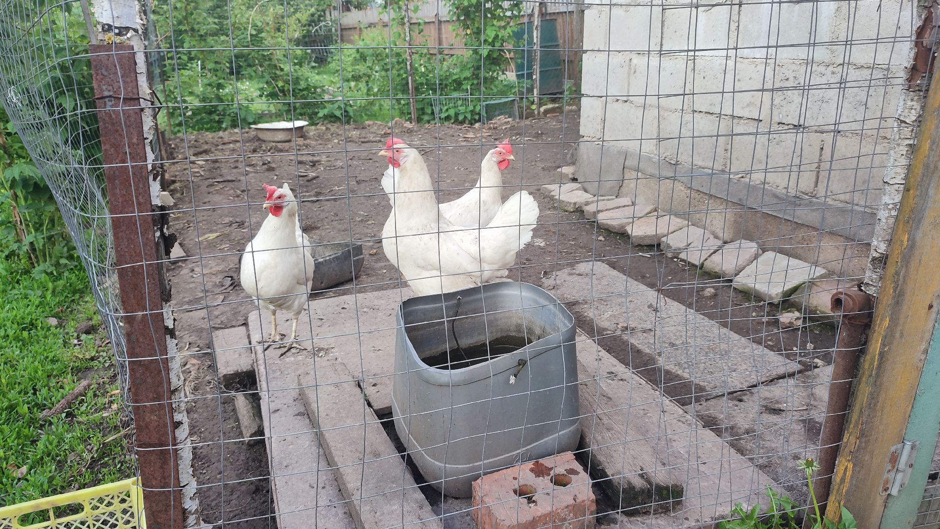 Кашира, ветеринар, грипп птиц, куры, гуси, утки