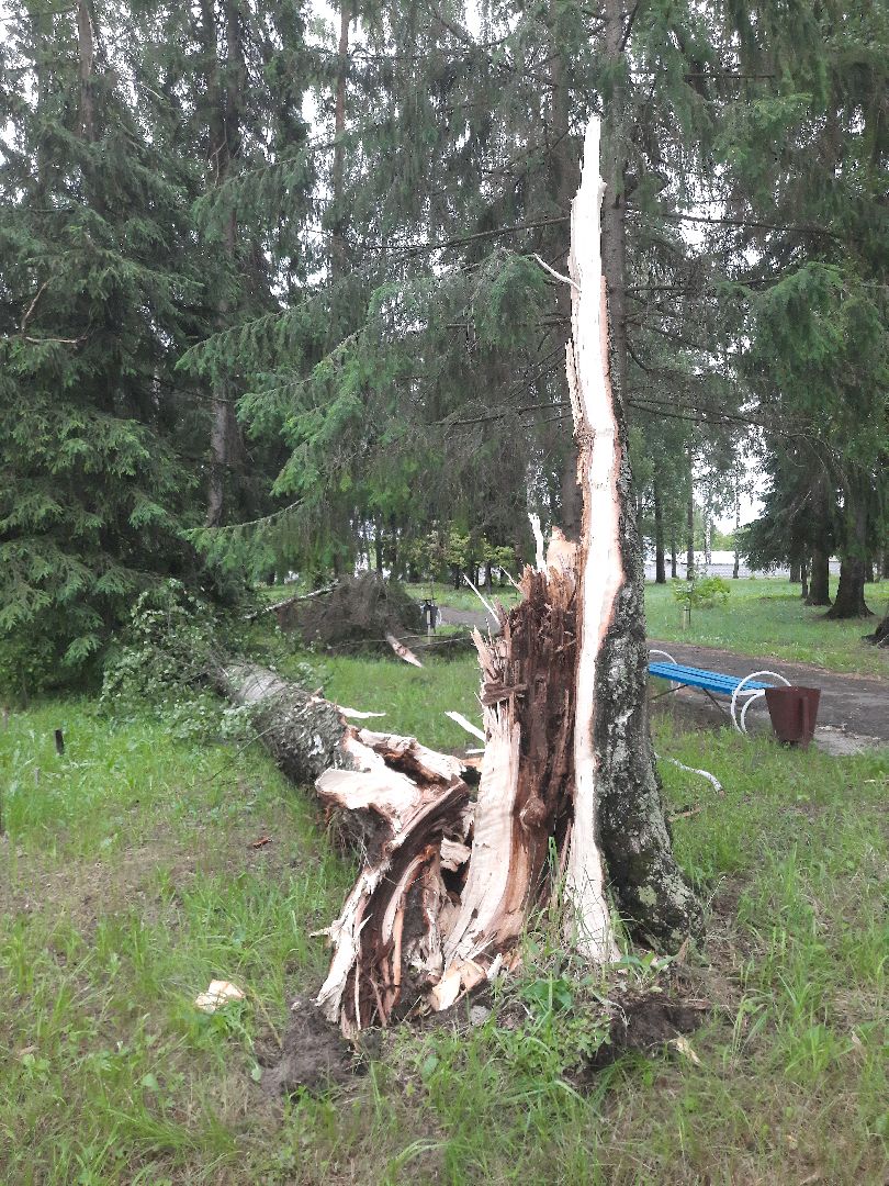 Шатура, ЧП, Ураган, Град, Поваленные деревья, Шатурторф, Рошаль