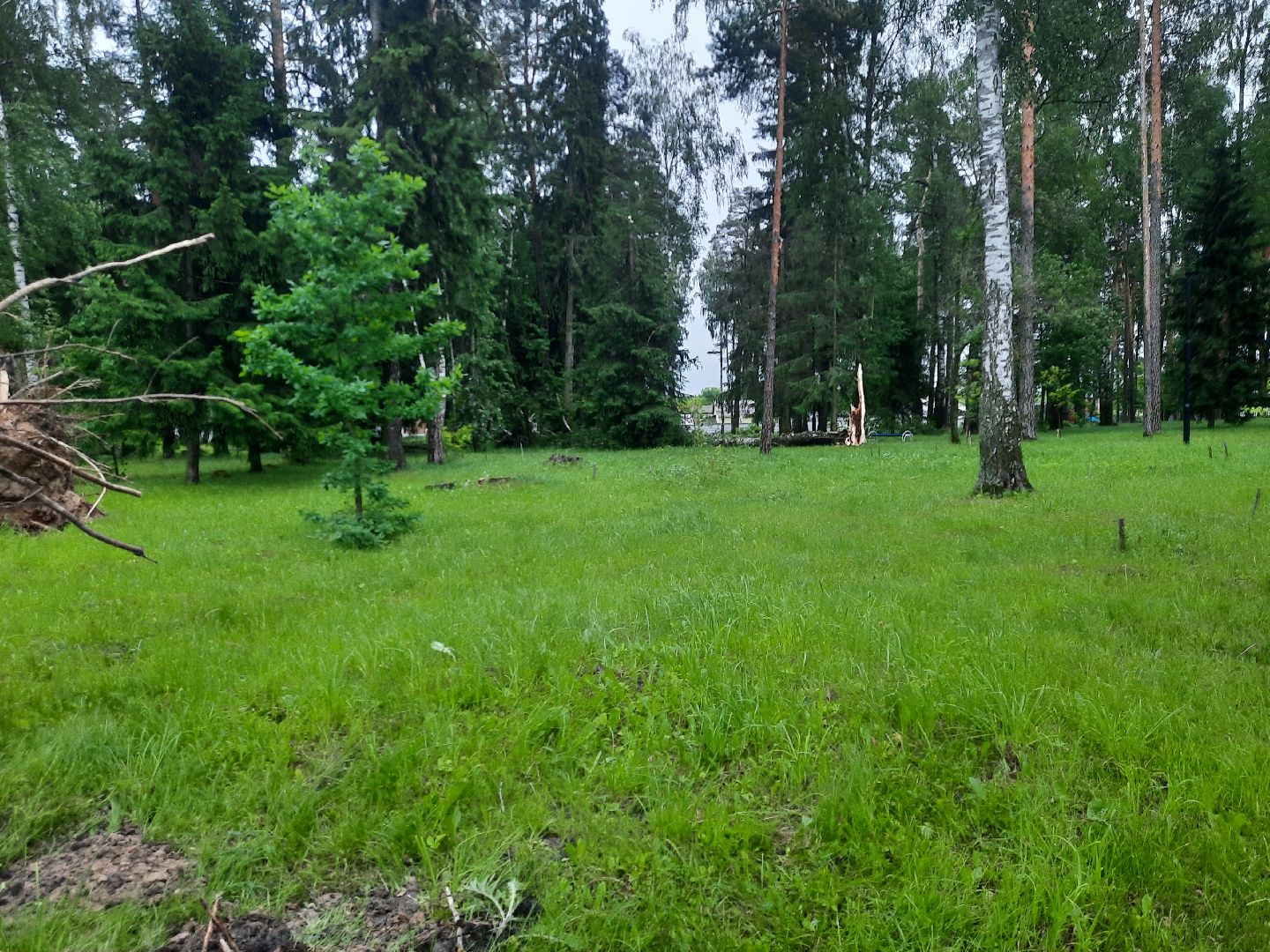 Шатура, ЧП, Ураган, Град, Поваленные деревья, Шатурторф, Рошаль