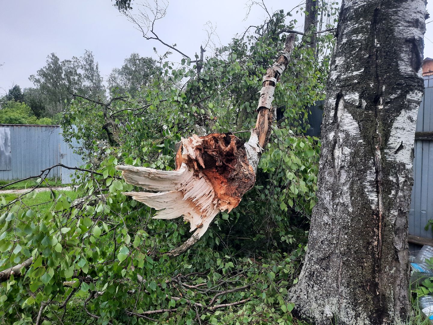 Шатура, ЧП, Ураган, Град, Поваленные деревья, Шатурторф, Рошаль