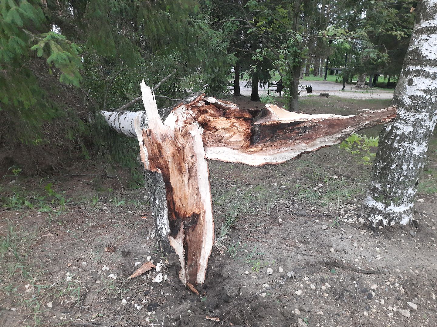 Шатура, ЧП, Ураган, Град, Поваленные деревья, Шатурторф, Рошаль