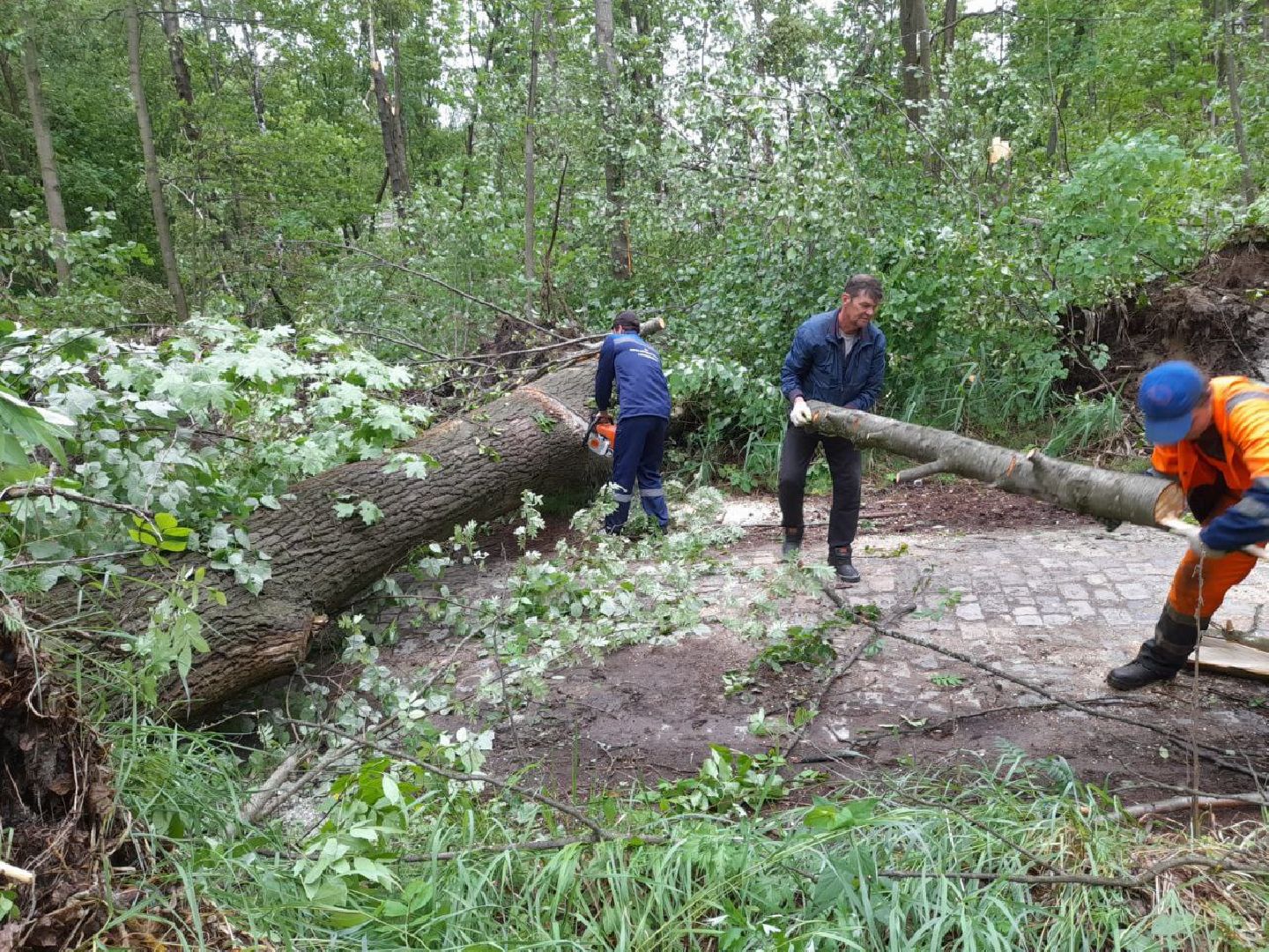 Шатура, ЧП, Ураган, Град, Поваленные деревья, Шатурторф, Рошаль