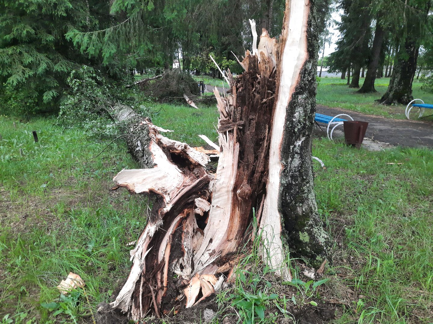Шатура, ЧП, Ураган, Град, Поваленные деревья, Шатурторф, Рошаль