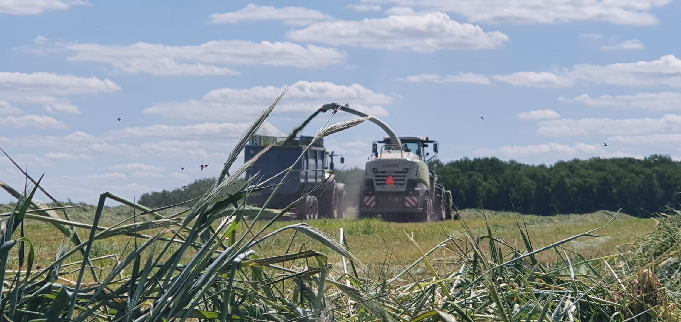 Сельское хозяйство, Повадино, Домодедово